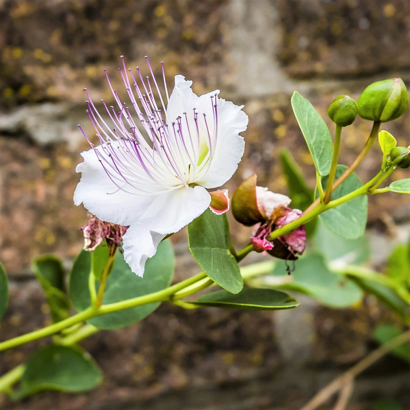 White Capparis Spinosa Flower seeds for Planting - Perfect for Borders, Heirloom & GMO Free Seeds for Home Garden