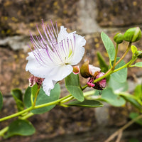 White Capparis Spinosa Flower seeds for Planting - Perfect for Borders, Heirloom & GMO Free Seeds for Home Garden