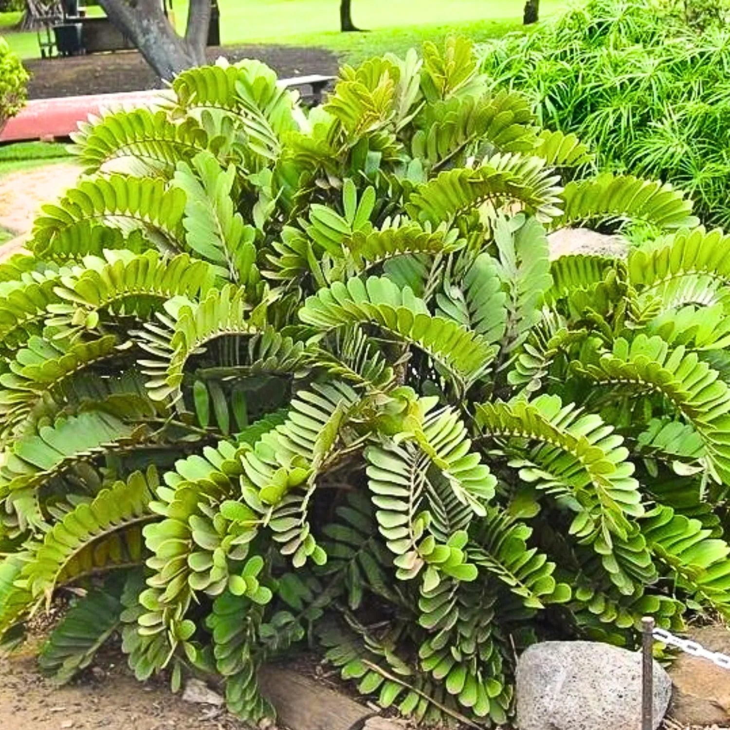 Green Zamia Furfuracea Flower seeds for Planting - Drought Tolerant, Heirloom & GMO Free Seeds for Home Garden