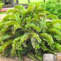 Green Zamia Furfuracea Flower seeds for Planting - Drought Tolerant, Heirloom & GMO Free Seeds for Home Garden