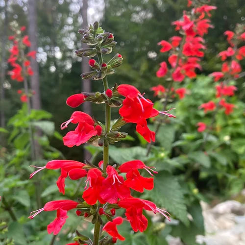 Cardinal Flower seeds for Planting - Fragrant Blossoms, Heirloom & GMO Free Seeds for Home Garden