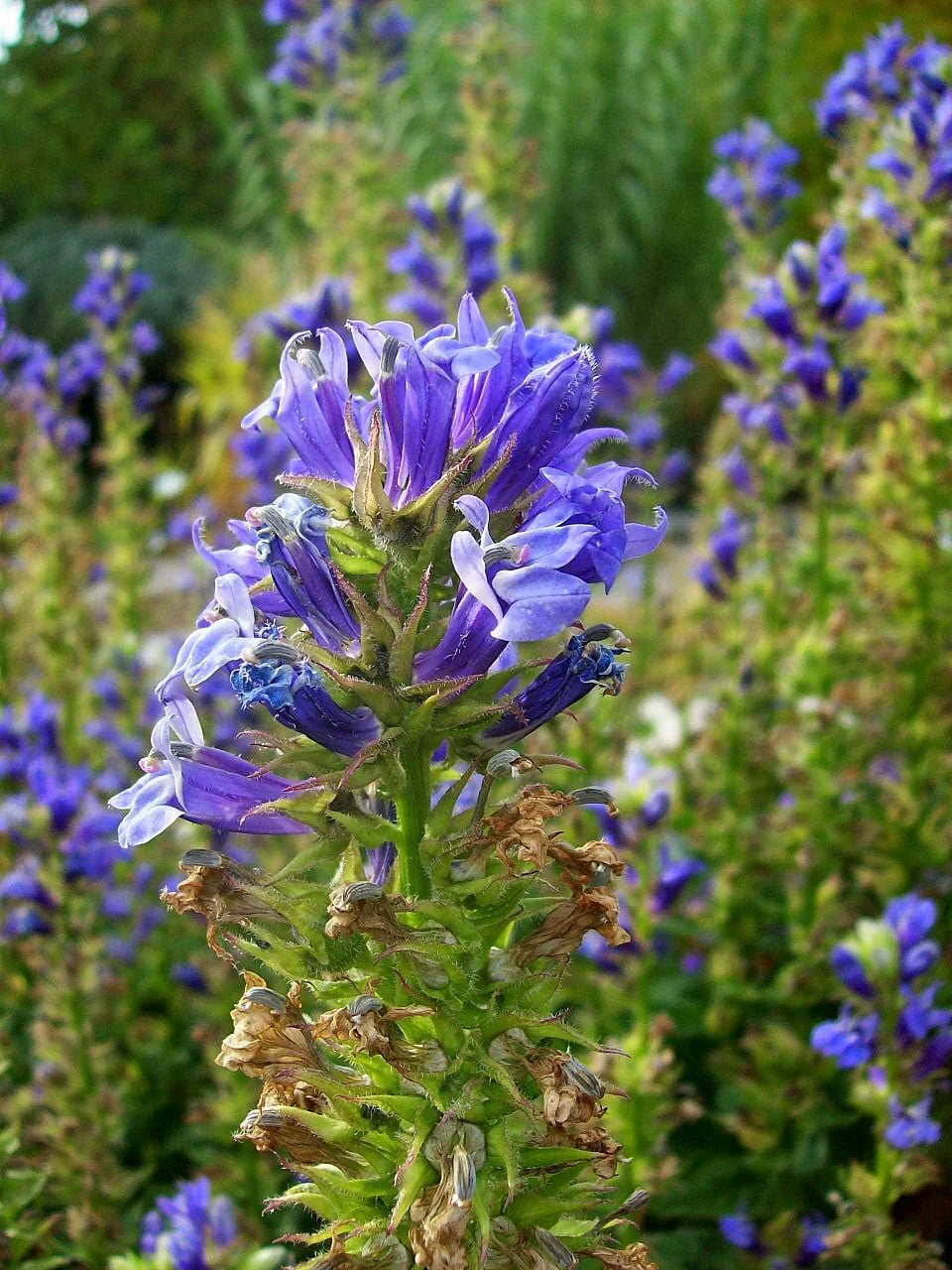 Non GMO blue cardinal flower seeds