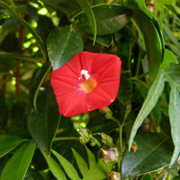 Ipomea Flower seeds for Planting - Wildflower Mix, Heirloom & GMO Free Seeds for Home Garden
 
 Sale for planting in home garden