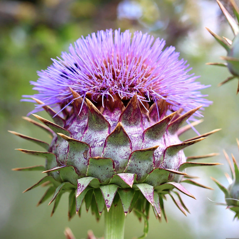 Cynara Flower seeds for Planting - Hardy Variety, Heirloom & GMO Free Seeds for Home Garden