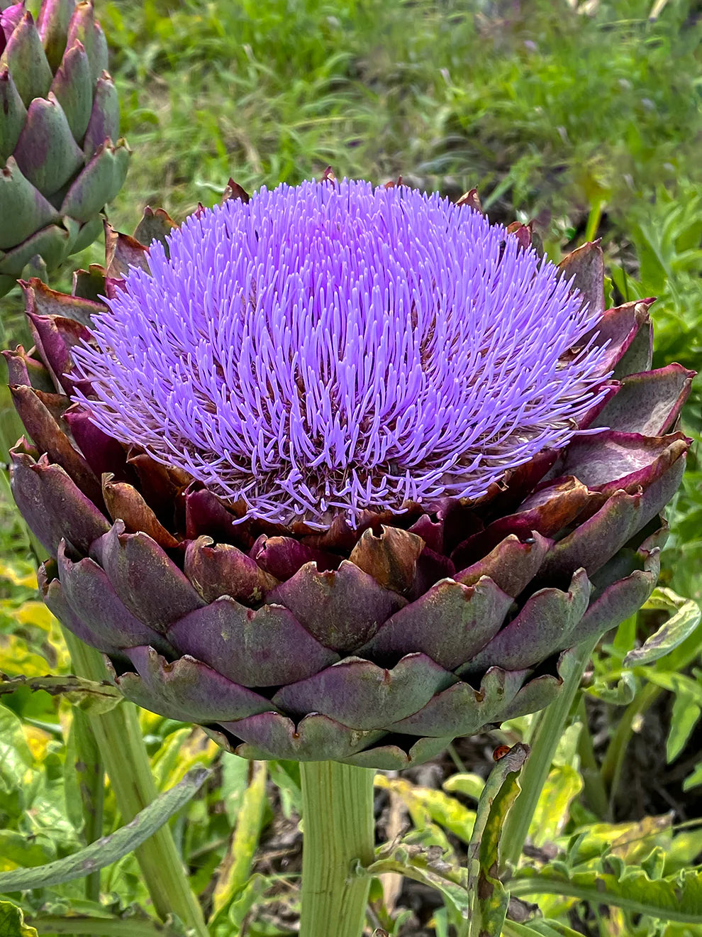 Blue Cardoon Flower seeds for Planting - Cottage Garden Essential, Heirloom & GMO Free Seeds for Home Garden