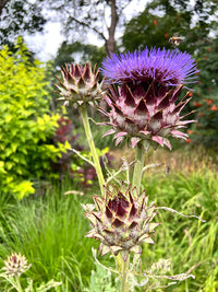 Blue Cardoon Flower Seeds for Easy Planting