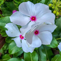 White Pink Periwinkle Flower seeds for Planting - Compact Growth, Heirloom & GMO Free Seeds for Home Garden