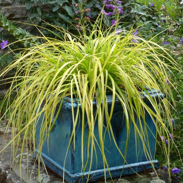 Carex Comans Flower seeds for Planting - Easy to Grow, Heirloom & GMO Free Seeds for Home Garden
