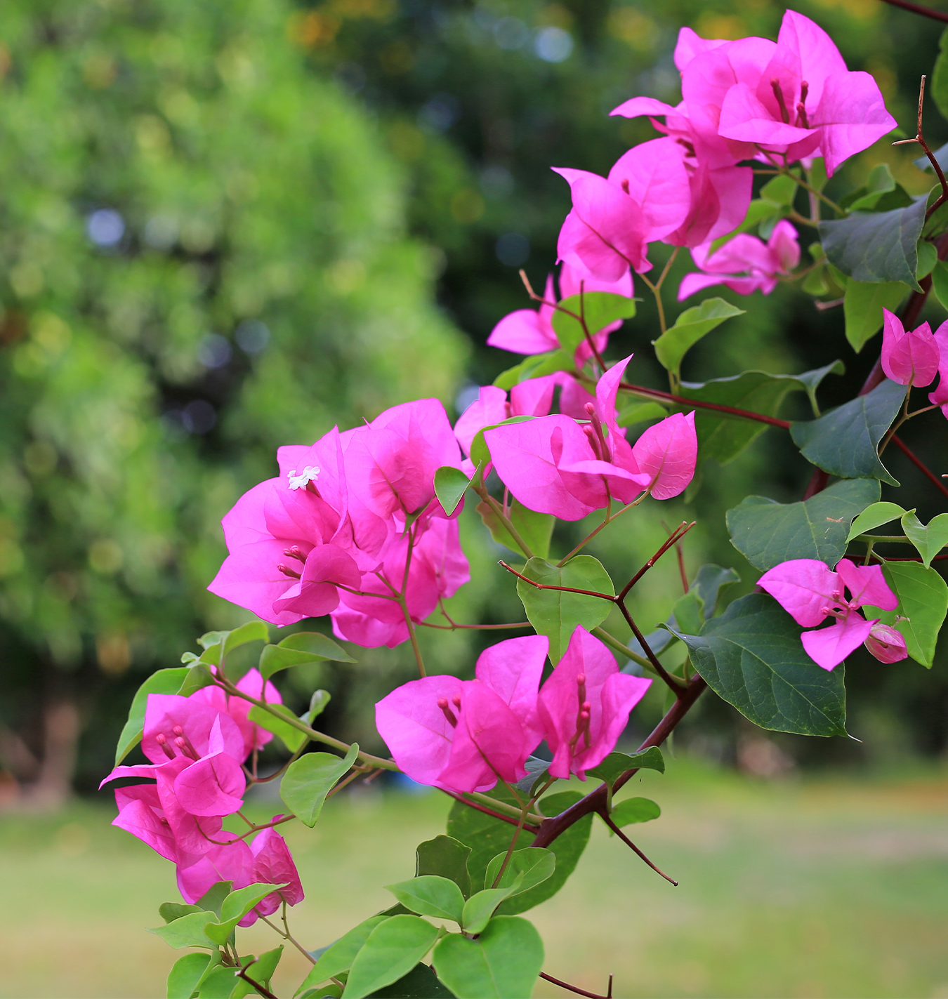 Bougainvillea Flower seeds for Planting - Low Maintenance, Heirloom & GMO Free Seeds for Home Garden