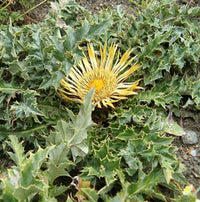 Acanthifolia Flower seeds for Planting Fragrant Blossoms Heirloom & GMO Free Seeds for Home Garden