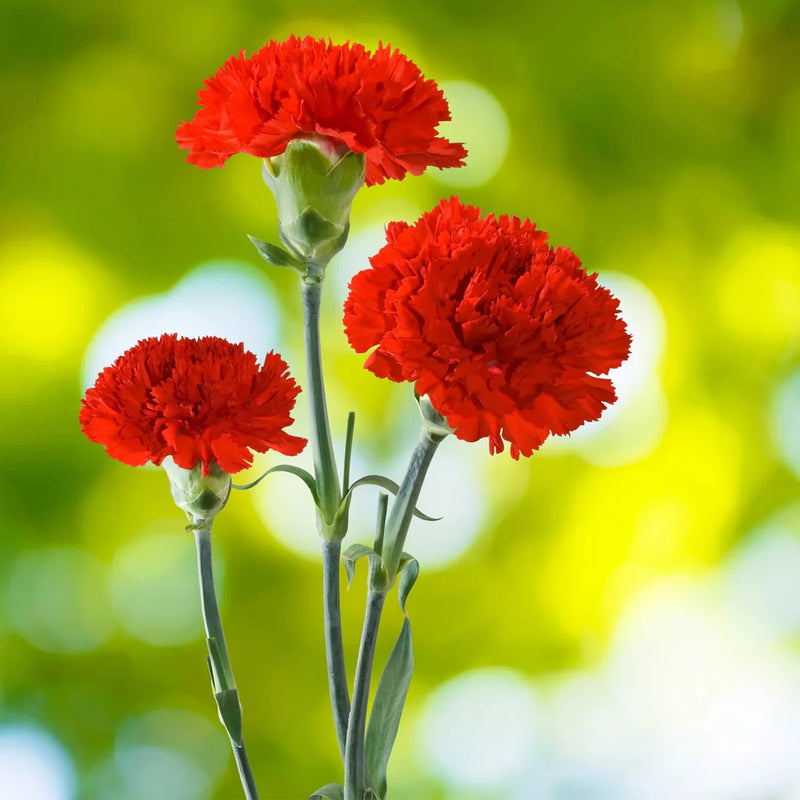 Heirloom Carnation Flower seeds for Planting Shade Tolerant Heirloom & GMO Free Seeds for Home Garden