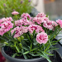 Gray Carnation flowering seeds for gardens