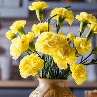 Light Yellow Carnation Flower seeds for Planting Perfect for Borders Heirloom & GMO Free Seeds for Home Garden
