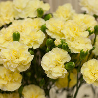 Yellow Purple Carnation Flower Seeds Flower seeds for Planting - Long Bloom Season, Heirloom & GMO Free Seeds for Home Garden