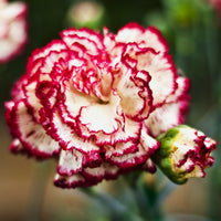 Red Cream Carnation Flower seeds for Planting Bright Blooms Heirloom & GMO Free Seeds for Home Garden
 
 Sale