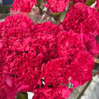 Deep Pink Carnation Flower seeds for Planting - Long Bloom Season, Heirloom & GMO Free Seeds for Home Garden