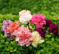 Carnation Flower seeds for Planting Garden Favorite Heirloom & GMO Free Seeds for Home Garden