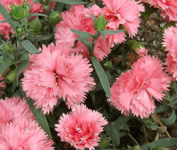 Pink Carnation Dianthus Caryophyllus Seeds for Planting Premium Quality Heirloom & GMO Free Seeds for Home Garden
 
 Sale