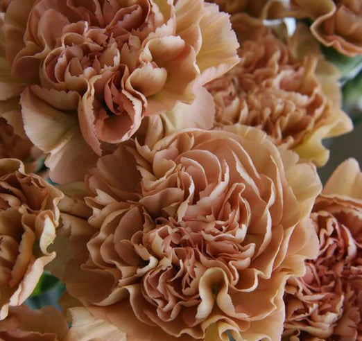 Brown White Carnation Flower seeds for Planting Garden Favorite Heirloom & GMO Free Seeds for Home Garden