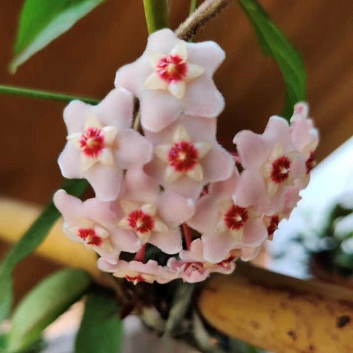 Carnosa Flower seeds for Planting Low Maintenance Heirloom & GMO Free Seeds for Home Garden 
 
 Sale