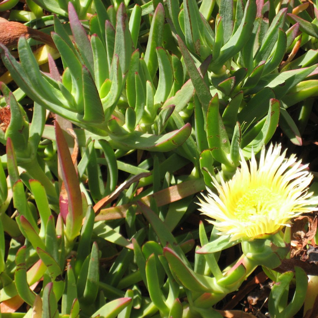 Carpobrotus Flower seeds for Planting Drought Tolerant Heirloom & GMO Free Seeds for Home Garden 
 
 Sale
