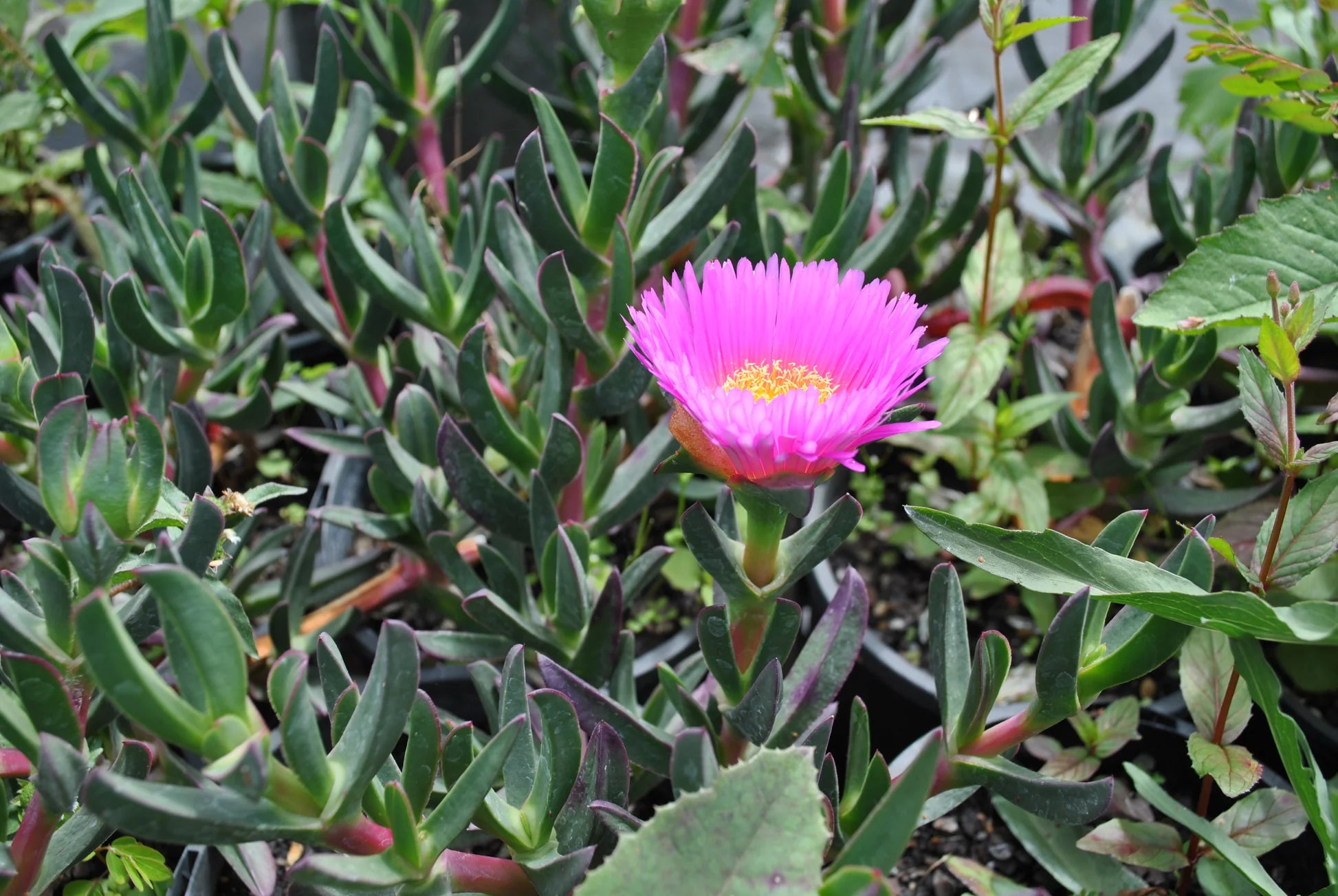 Native Pigface Flower seeds for Planting Perfect for Borders Heirloom & GMO Free Seeds for Home Garden