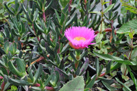 Native Pigface Flower seeds for Planting Perfect for Borders Heirloom & GMO Free Seeds for Home Garden