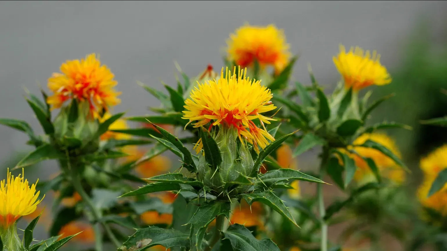SafFlower seeds for Planting Long Bloom Season Heirloom & GMO Free Seeds for Home Garden