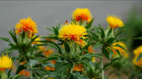SafFlower seeds for Planting Long Bloom Season Heirloom & GMO Free Seeds for Home Garden