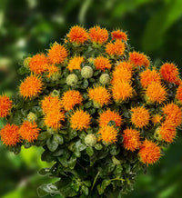 Carthamus Flower seeds for Planting - Compact Growth, Heirloom & GMO Free Seeds for Home Garden