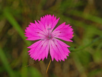 Pink White Dianthus Flower seeds for Planting - Hardy Variety, Heirloom & GMO Free Seeds for Home Garden