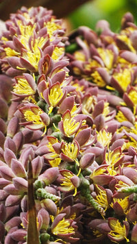 Fishtail Palm or Caryota Mitis Flower seeds for Planting Hardy Variety Heirloom & GMO Free Seeds for Home Garden