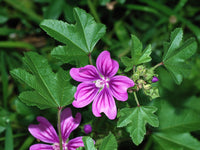 Vibrant Pink Casa Malva Flower Blooms