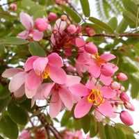 Javanica Flower seeds for Planting - Fragrant Blossoms, Heirloom & GMO Free Seeds for Home Garden