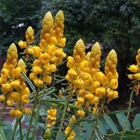 Yellow Cassia Candlestick Flower seeds for Planting - Cottage Garden Essential, Heirloom & GMO Free Seeds for Home Garden