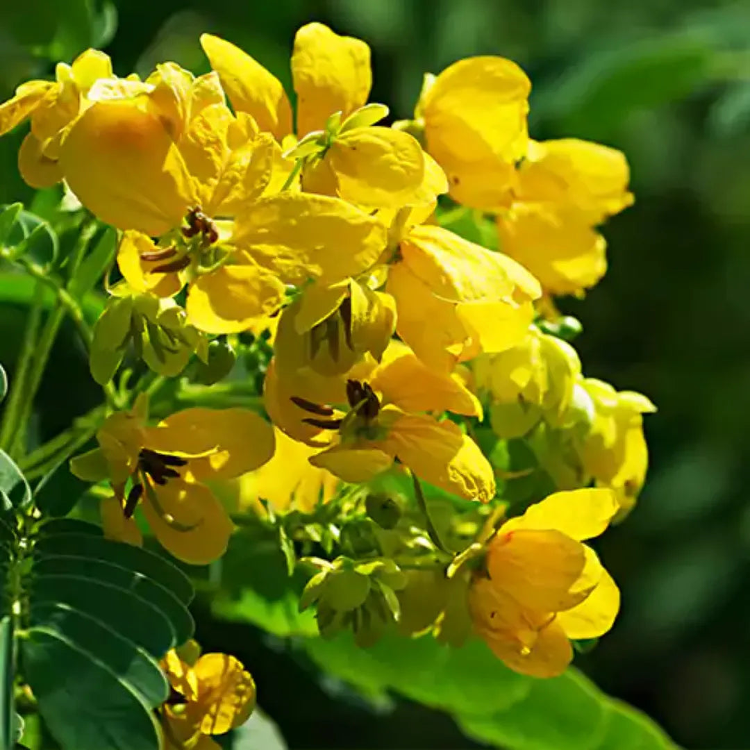 Cassia Flower seeds for Planting Hardy Variety Heirloom & GMO Free Seeds for Home Garden