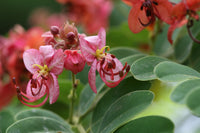 Cassia Marginata Flower seeds for Planting Pollinator Friendly Heirloom & GMO Free Seeds for Home Garden