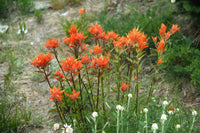 Castilleja Flower seeds for Planting - Seasonal Bloomer, Heirloom & GMO Free Seeds for Home Garden