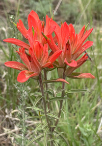 Red Castilleja Flower seeds for Planting - Shade Tolerant, Heirloom & GMO Free Seeds for Home Garden
