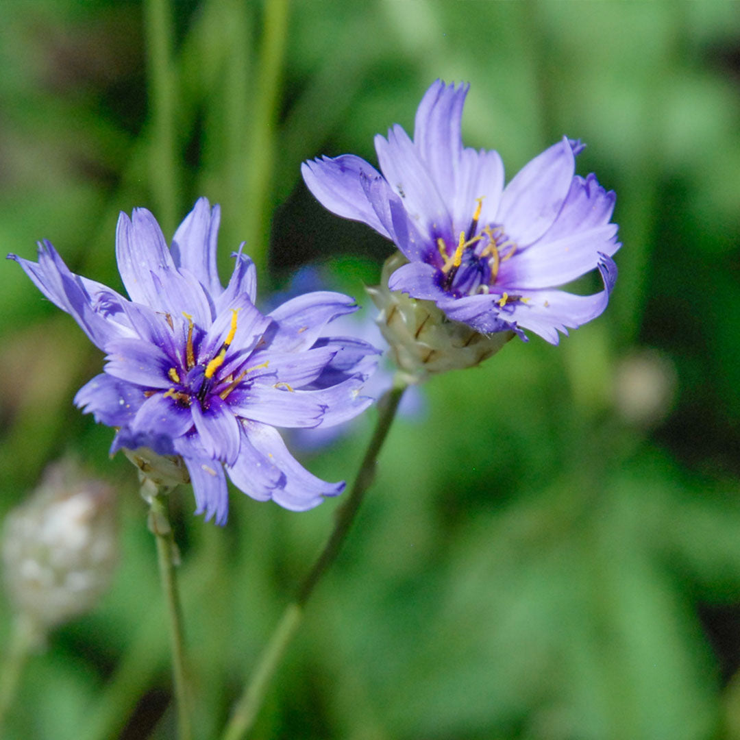Cupid's Flower seeds for Planting Low Maintenance Heirloom & GMO Free Seeds for Home Garden 
 
 Sale