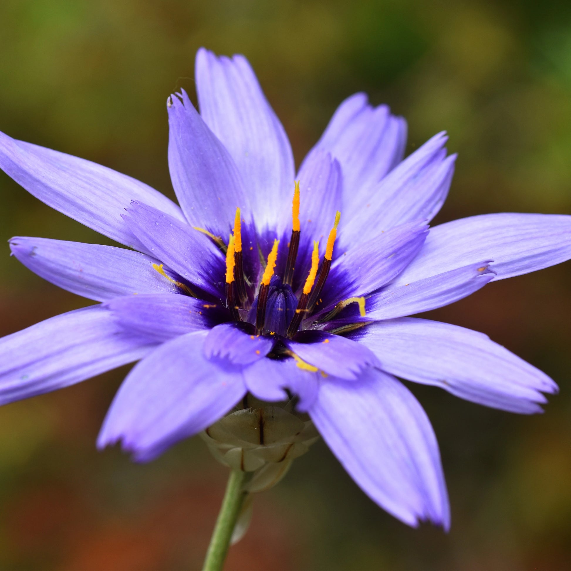 Blue Catananche Flower seeds for Planting - Garden Favorite, Heirloom & GMO Free Seeds for Home Garden