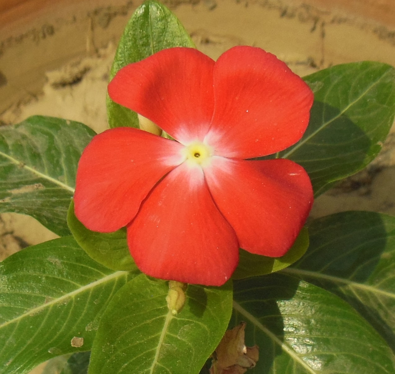 Red Periwinkle Flower seeds for Planting - Low Maintenance, Heirloom & GMO Free Seeds for Home Garden