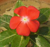 Red Periwinkle Flower seeds for Planting - Low Maintenance, Heirloom & GMO Free Seeds for Home Garden