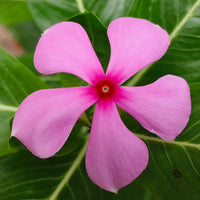 Catharanthus Flower seeds for Planting - Cottage Garden Essential, Heirloom & GMO Free Seeds for Home Garden