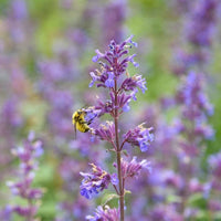 Catmint Flower seeds for Planting Seasonal Bloomer Heirloom & GMO Free Seeds for Home Garden