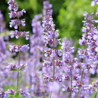 Violet Catmint Flower seeds for Planting - Pollinator Friendly, Heirloom & GMO Free Seeds for Home Garden