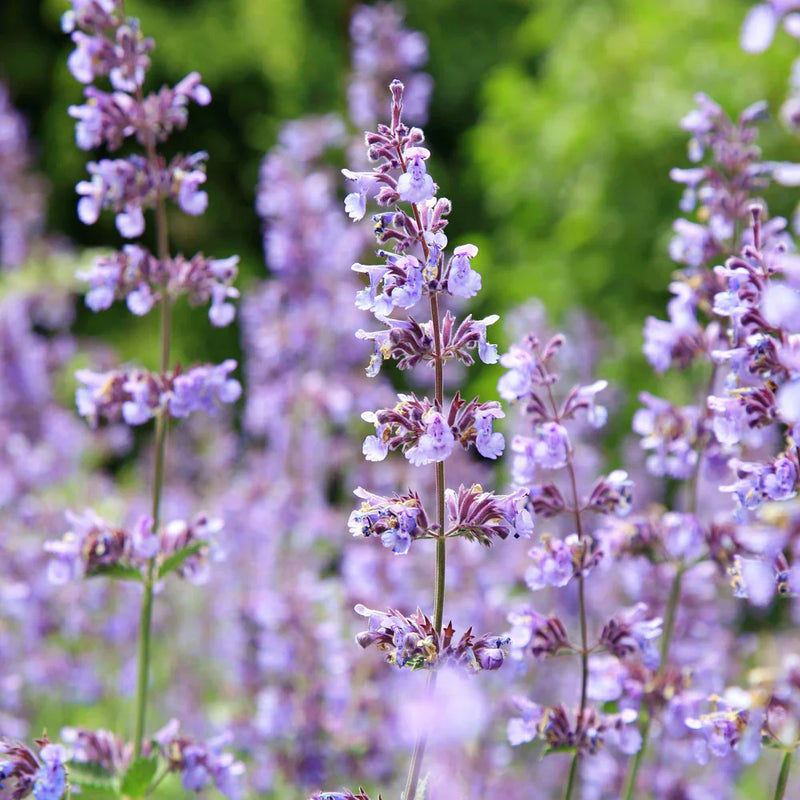 Violet Catmint Flower seeds for Planting - Pollinator Friendly, Heirloom & GMO Free Seeds for Home Garden