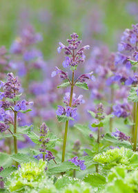 Persian Catmint Flower seeds for Planting Fragrant Blossoms Heirloom & GMO Free Seeds for Home Garden