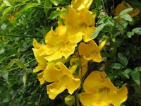 Dolichandra Unguis Flower seeds for Planting Seasonal Bloomer Heirloom & GMO Free Seeds for Home Garden