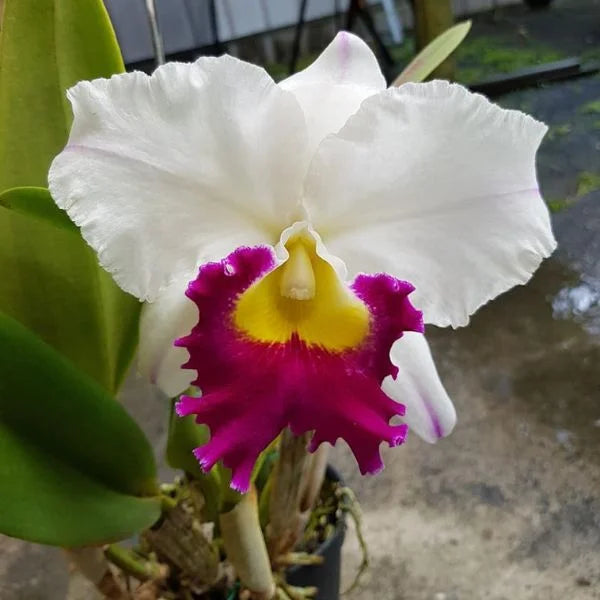 White and Red Cattleya flowering seeds for gardens
